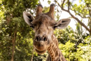 zoo-sp-girafa imagem mostra girafa em um parque