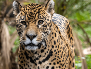 Zoo São Paulo