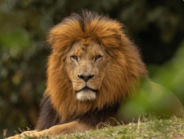 Meia-entrada para brasileiros nos atrativos do Zoo São Paulo